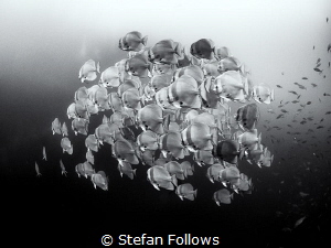 Sails

Longfin Batfish - Platax teira

Sail Rock, Tha... by Stefan Follows 